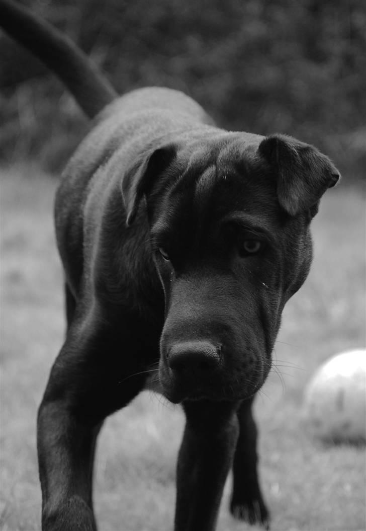 Blanding af racer Buddy - forsigtig fyr.... billede 18