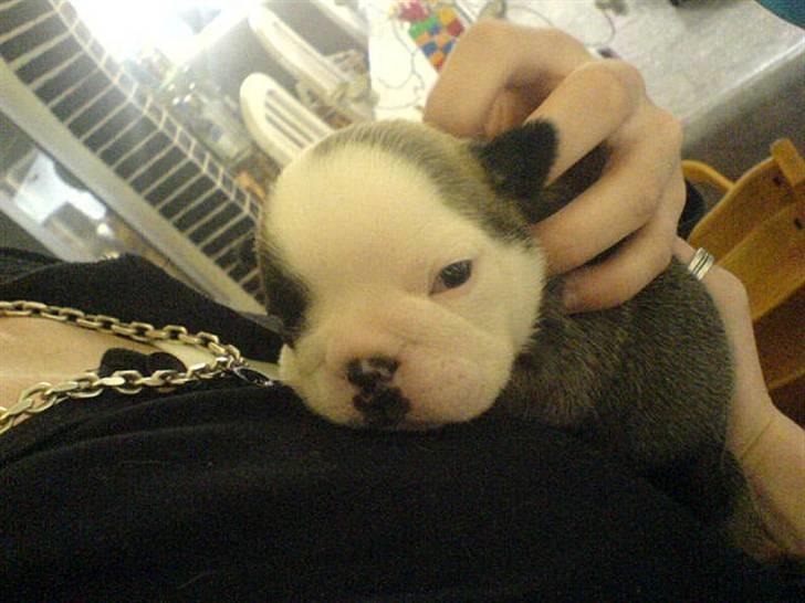 Engelsk bulldog Bella - Ohhh så lille hun var ..SUK! billede 9