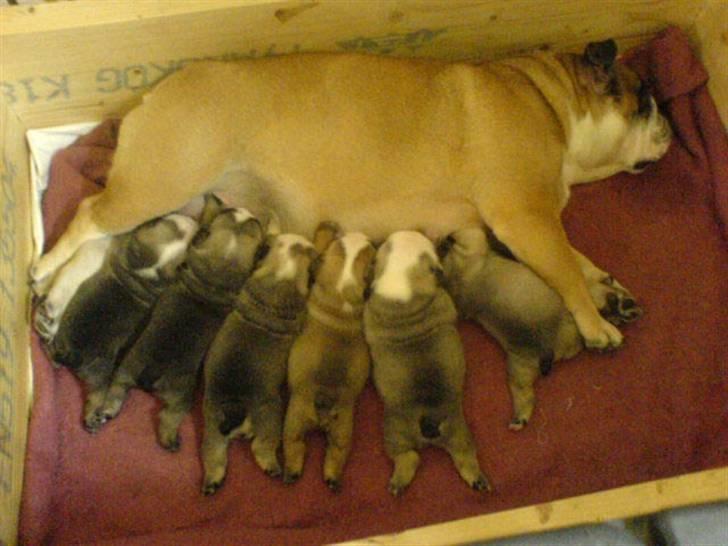 Engelsk bulldog Bella - Hun ligger som den første fra ventre af..Mmmm mælk! billede 10