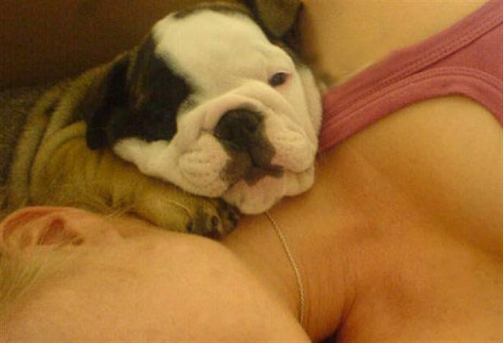Engelsk bulldog Bella - Zzzzz.... billede 11