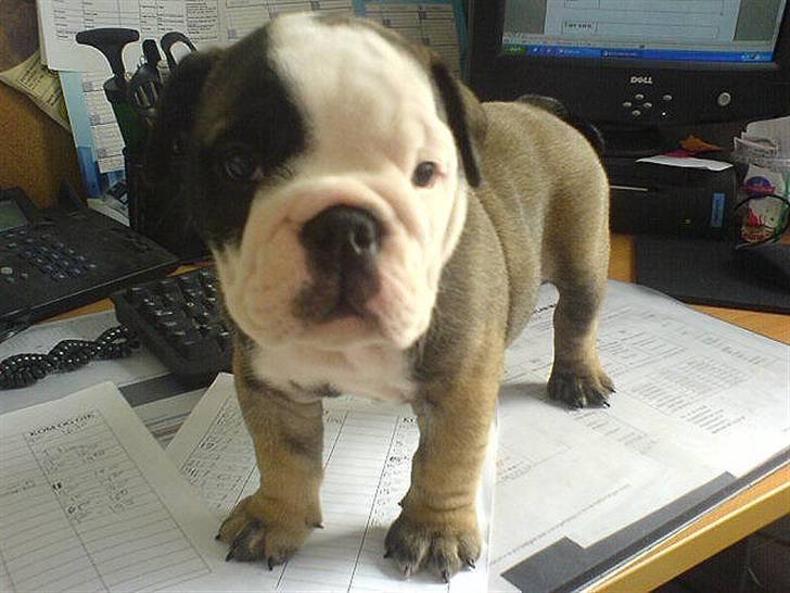 Engelsk bulldog Bella - ooOOO( Hvad? ) billede 12