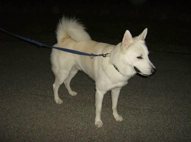 Blanding af racer Iga billede 5