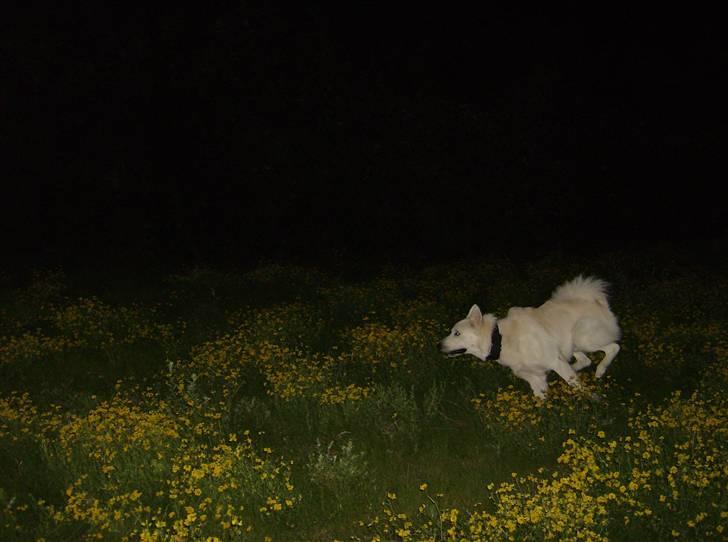 Blanding af racer Iga billede 6