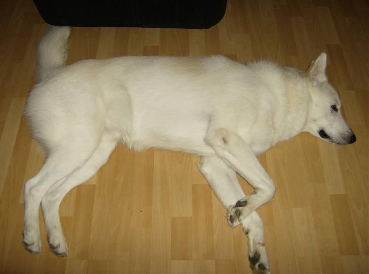 Blanding af racer Iga billede 7