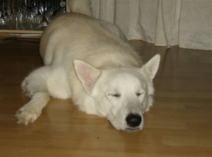 Blanding af racer Iga billede 8