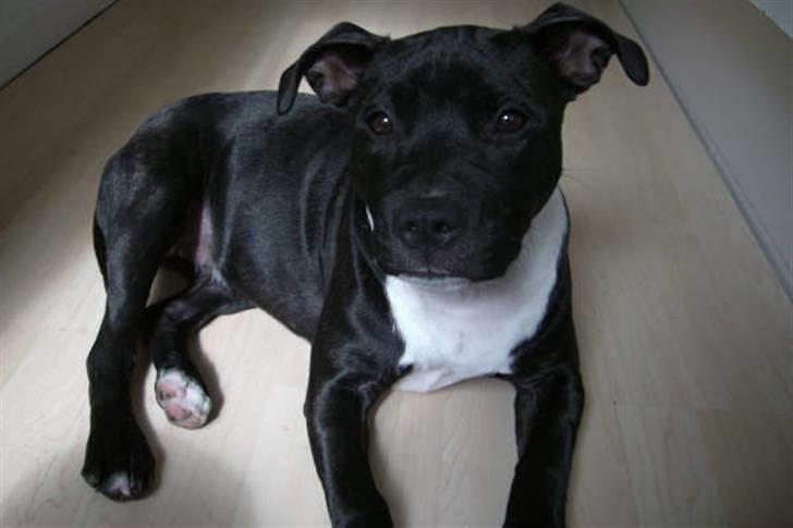 Staffordshire bull terrier Eya billede 17