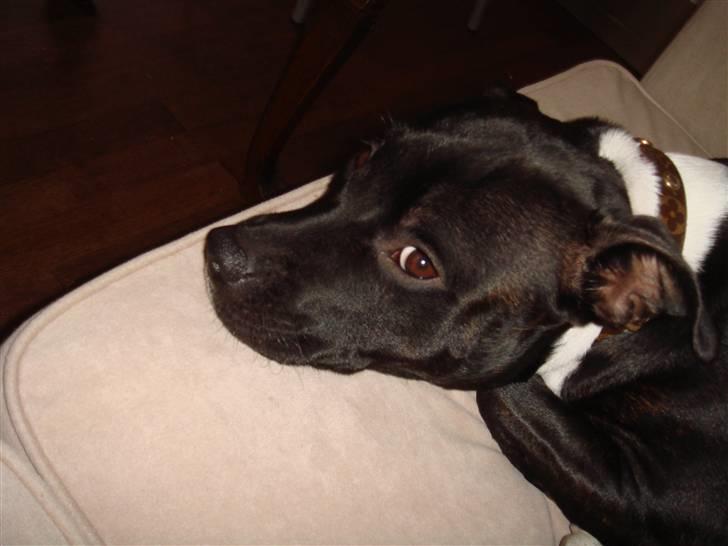 Staffordshire bull terrier Eya billede 18