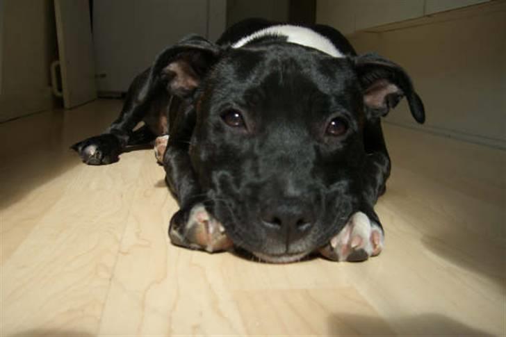 Staffordshire bull terrier Eya billede 19
