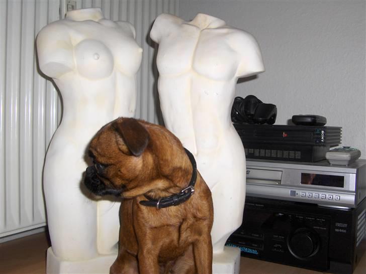 Griffon petit brabancon My R.I.P billede 10