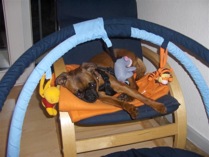 Griffon petit brabancon My R.I.P billede 11