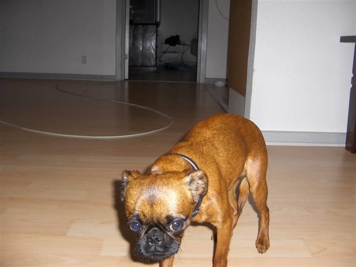 Griffon petit brabancon My R.I.P billede 13