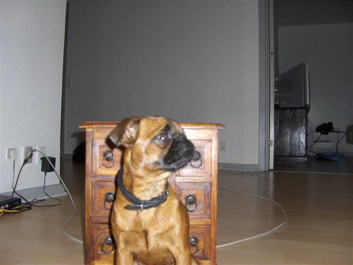 Griffon petit brabancon My R.I.P billede 14