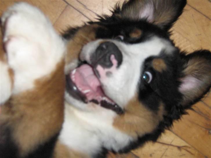 Berner sennenhund Anton - hmmm ligner jeg en ræv?? billede 12