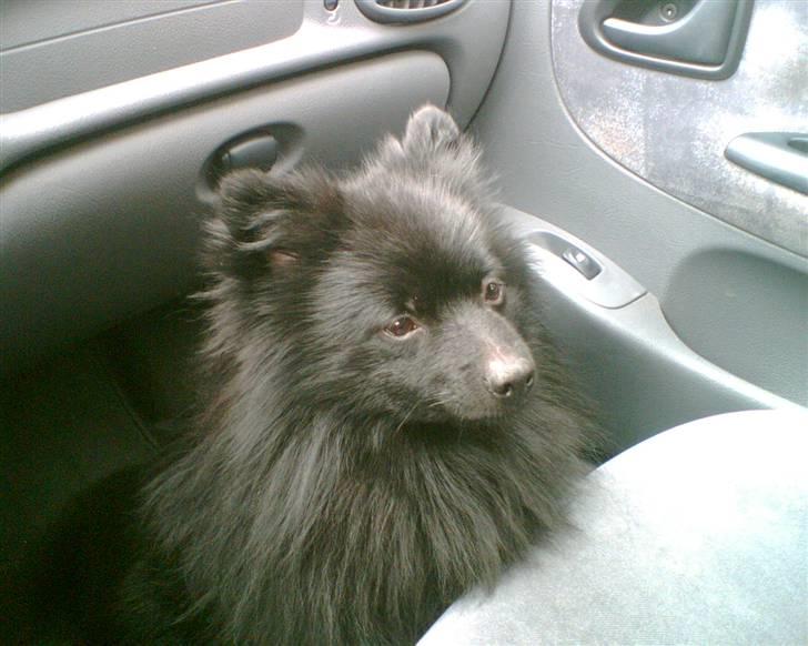 Pomeranian Terkel R.I.P - Jeg ELSKER at køre bil... billede 1