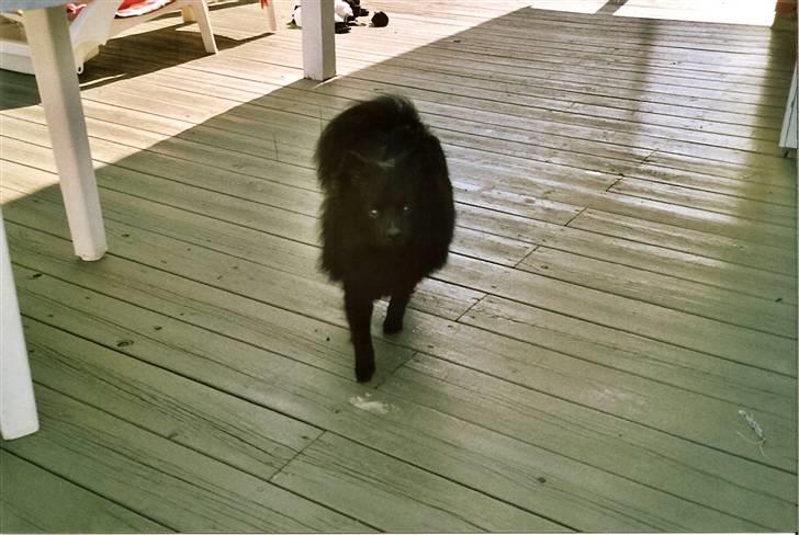 Pomeranian Terkel R.I.P - Terkel med i sommerhuset  billede 2