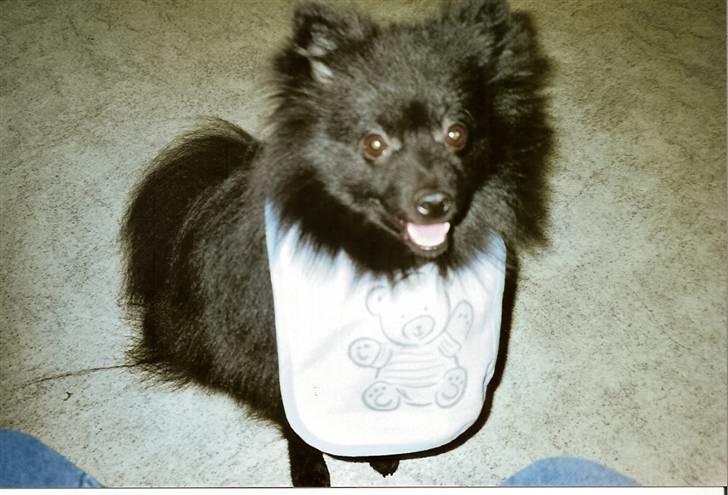 Pomeranian Terkel R.I.P - Er jeg ikke sød  billede 3