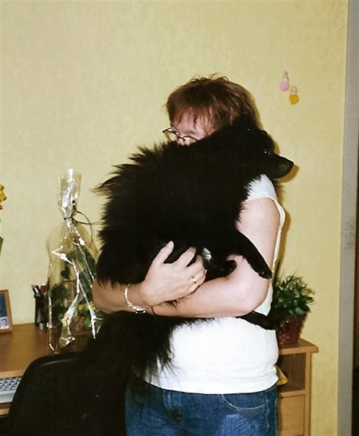 Pomeranian Terkel R.I.P - Man kan ikke komme tæt nok på når man er oppe ved folk  billede 4