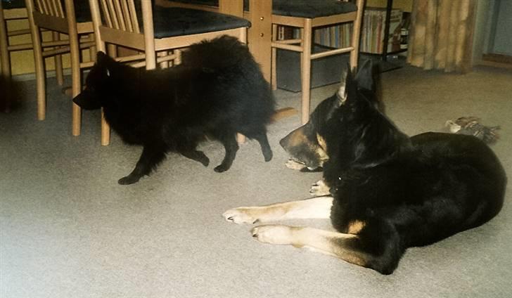 Pomeranian Terkel R.I.P - Jeg synes det lød som om der var mad  billede 5