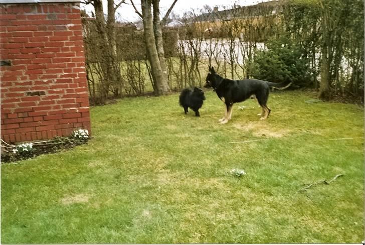 Pomeranian Terkel R.I.P - King og Terkel da de så hinanden første gang  billede 6