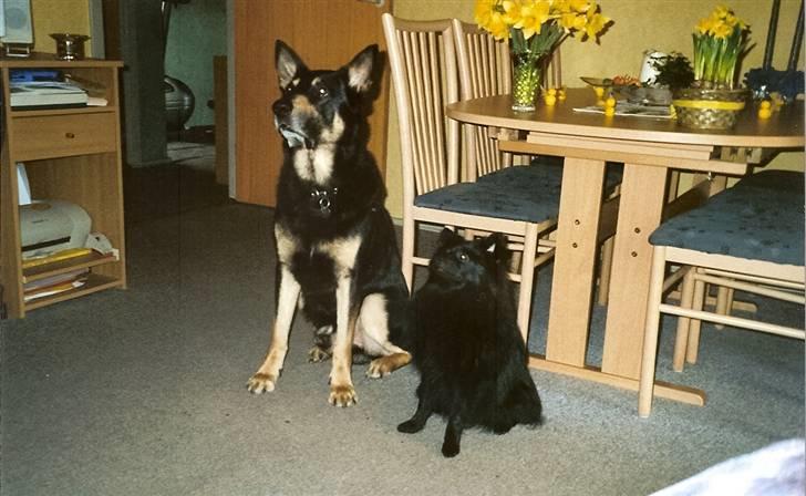 Pomeranian Terkel R.I.P - Vi tigger ikke  billede 7