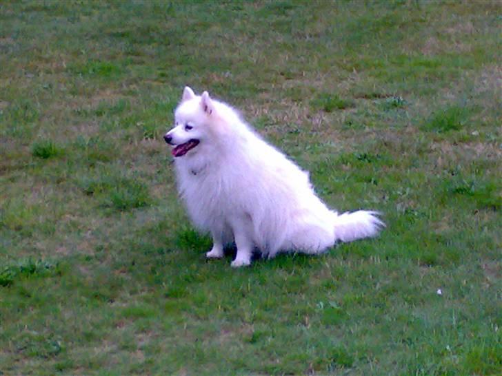 Japansk spids Fonzie billede 1