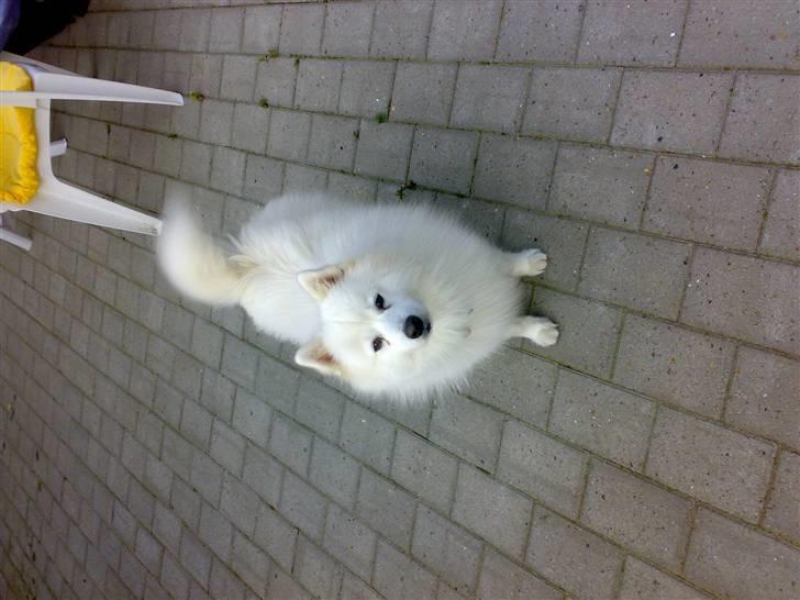 Japansk spids Fonzie billede 2