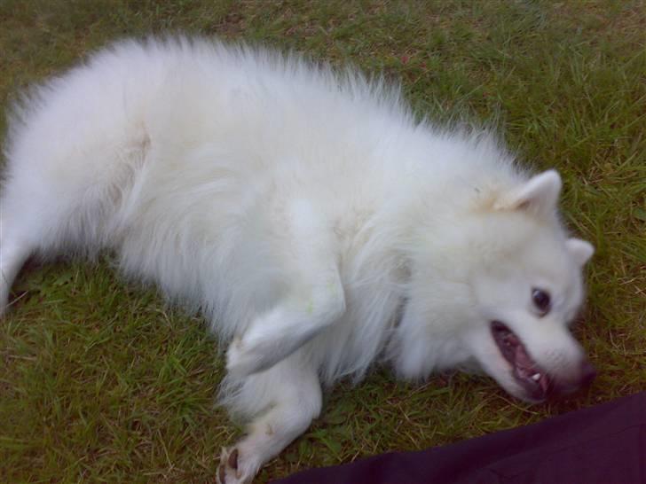 Japansk spids Fonzie - Sådan ser man ud når man er træt af at lege billede 3