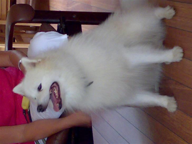 Japansk spids Fonzie - Det første billede jeg fik af Fonzie billede 4