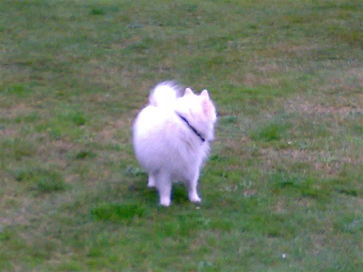 Japansk spids Fonzie billede 5