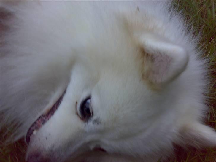 Japansk spids Fonzie - Hvem sagde kælepot? billede 6