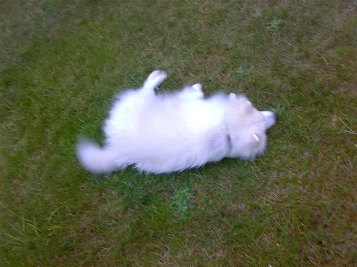 Japansk spids Fonzie billede 7