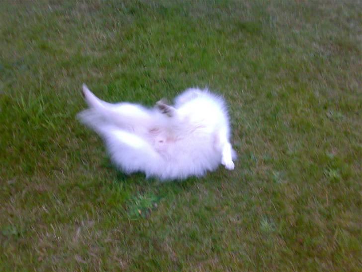 Japansk spids Fonzie - Skønt at rulle sig når der er masser af plads billede 8