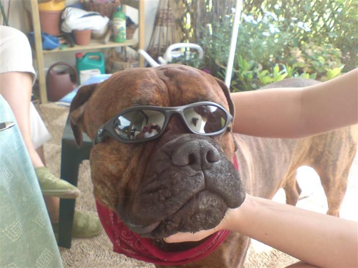 Bullmastiff Kovo - summer klar :D billede 1