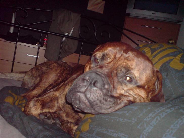 Bullmastiff Kovo billede 2