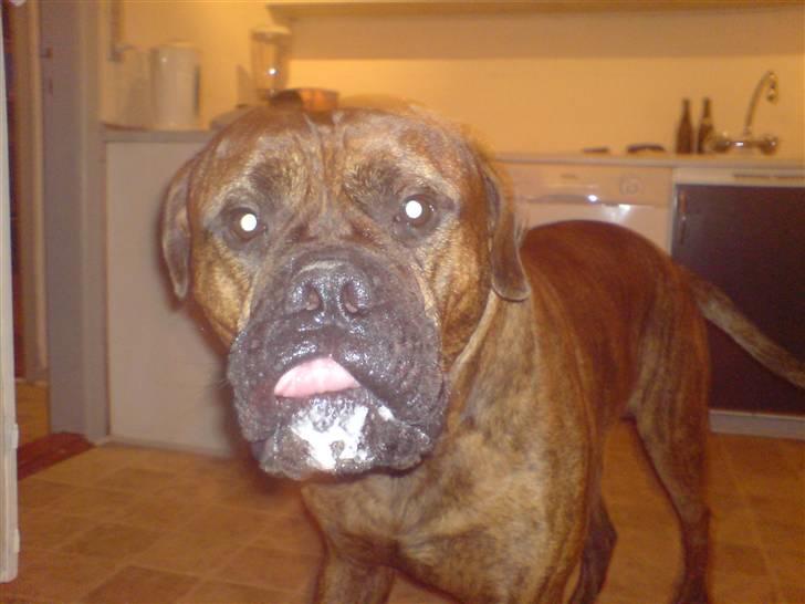 Bullmastiff Kovo billede 3