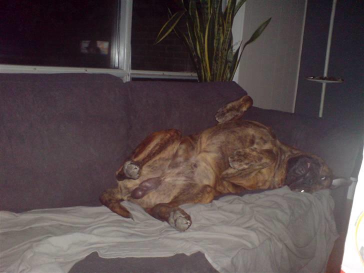 Bullmastiff Kovo billede 4