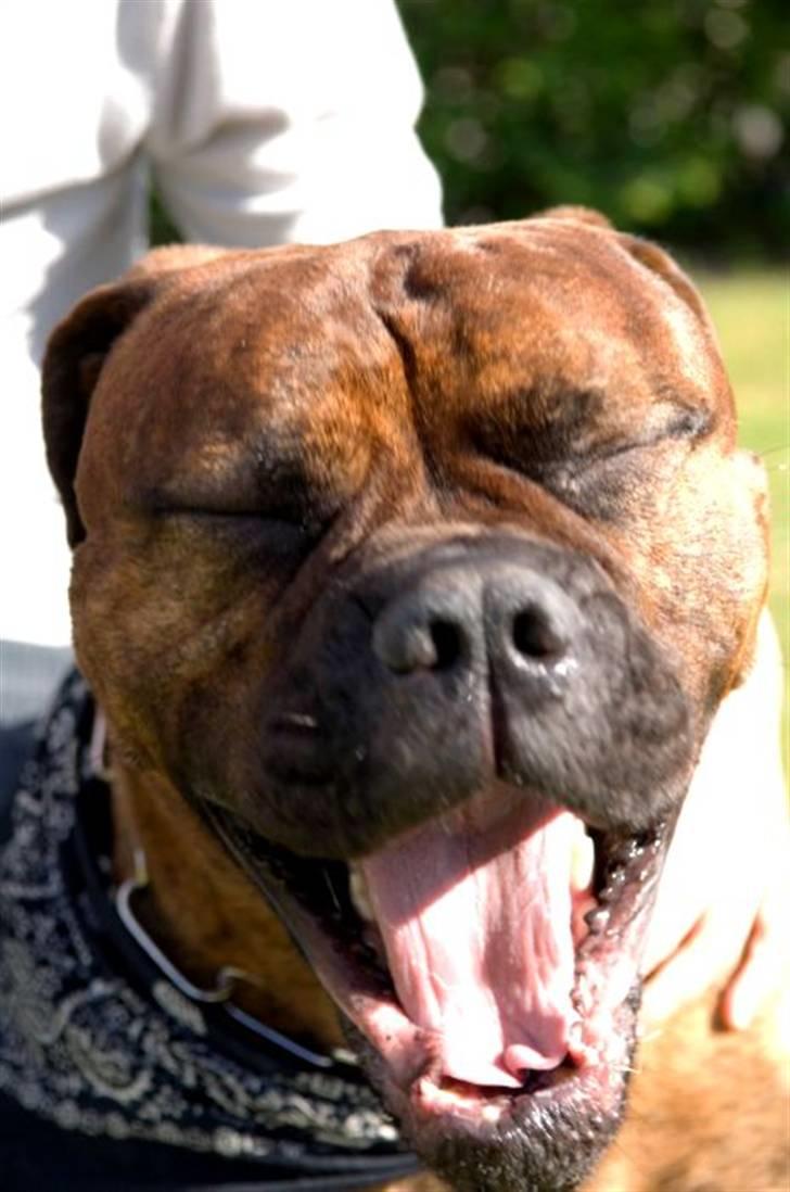 Bullmastiff Kovo billede 5