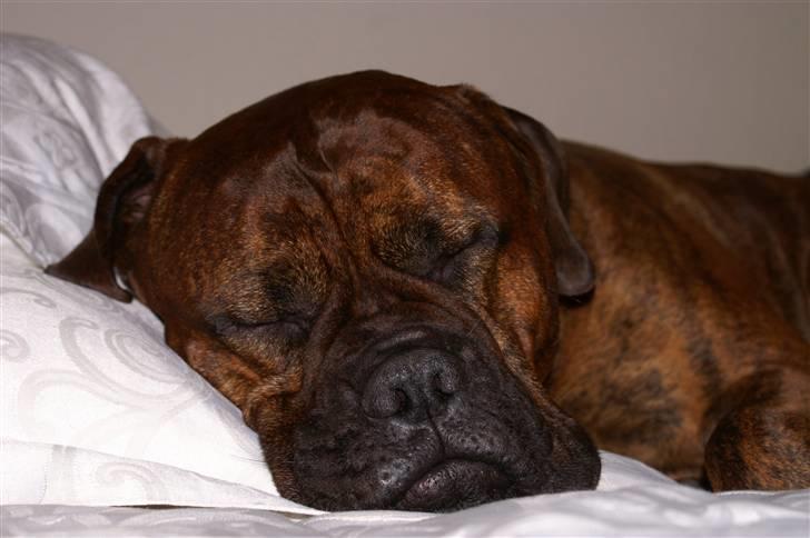 Bullmastiff Kovo billede 6