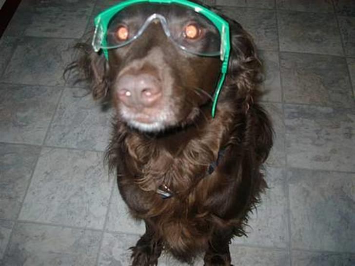 Blanding af racer Pinto - Nytår 2006 vi var flade af grin og jeg er ved at dø hver gang jeg ser dette billed billede 13