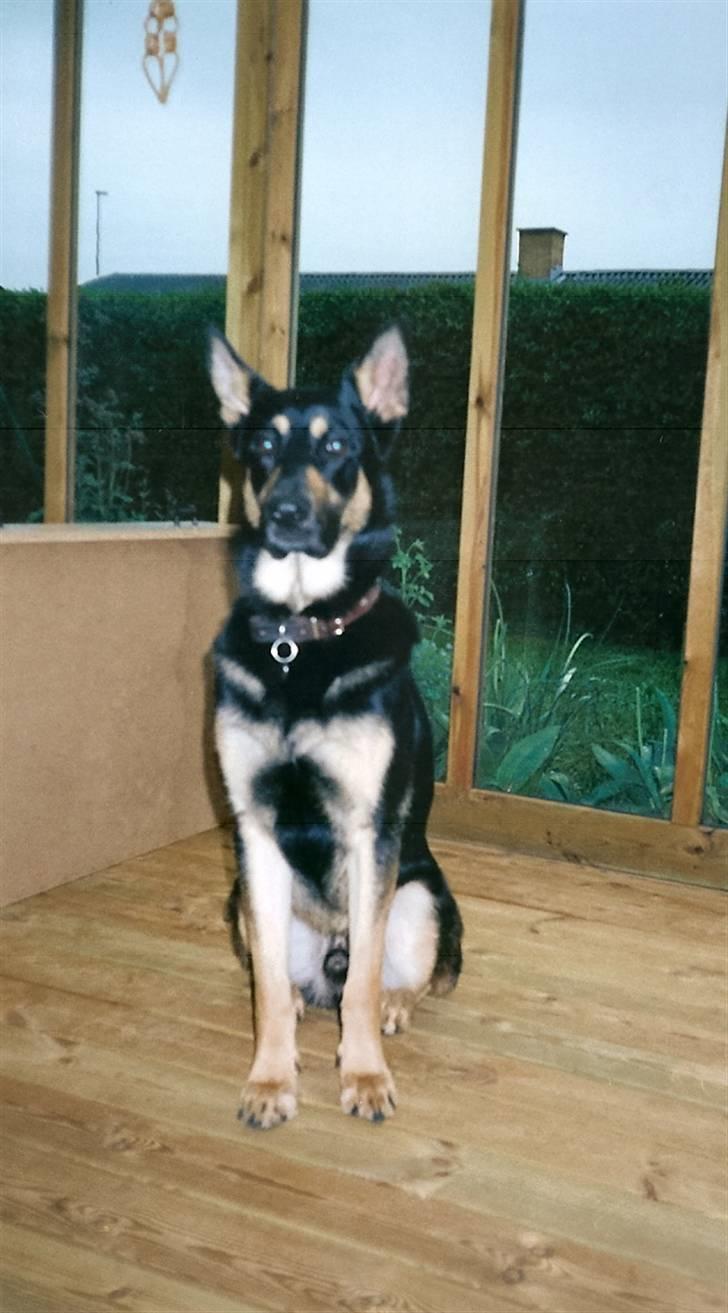 Schæferhund King *R.I.P* - Den smukkeste hund  billede 1