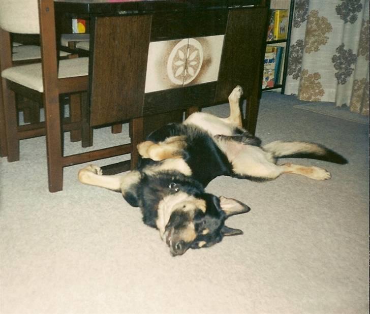 Schæferhund King *R.I.P* - Vi hygger  billede 2