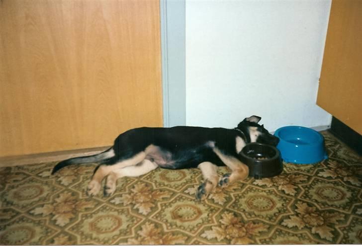 Schæferhund King *R.I.P* - Det er trættende at spise  billede 4