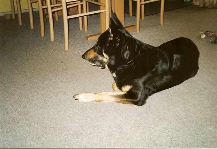 Schæferhund King *R.I.P* - Hvor skulle Terkel hen???? billede 5