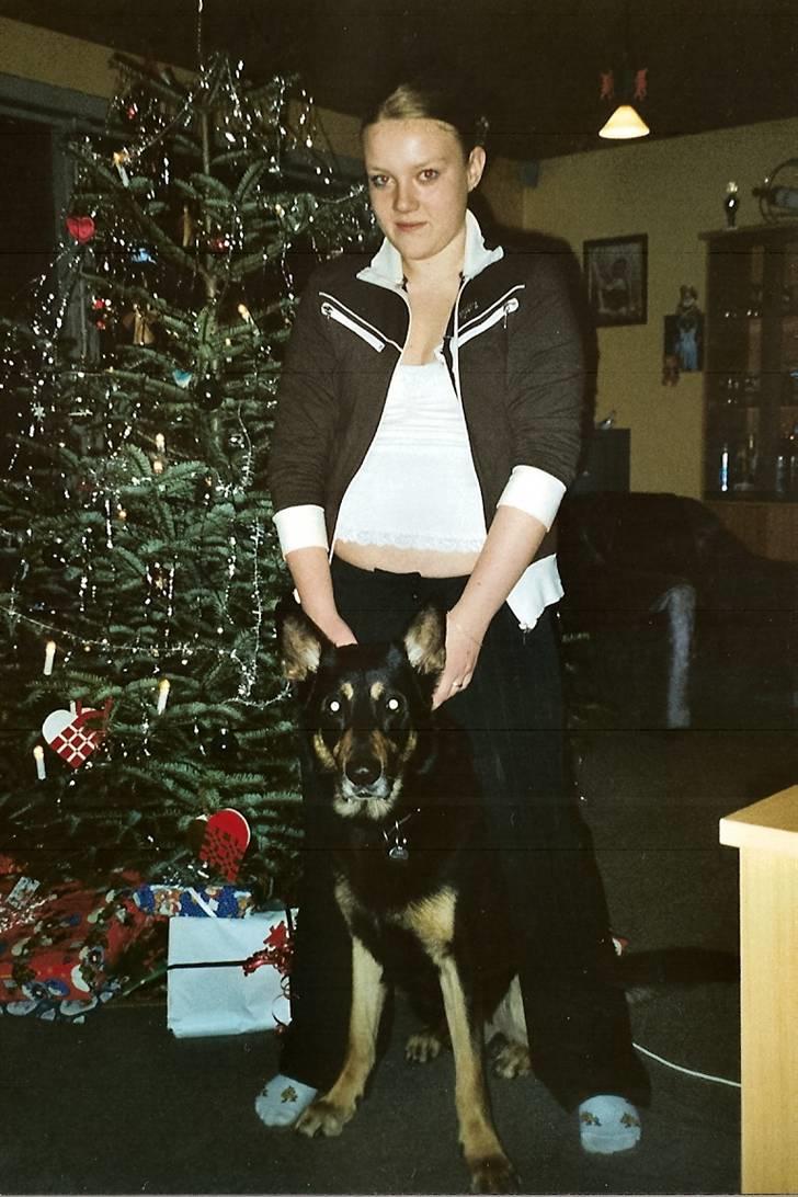 Schæferhund King *R.I.P* - Jeg vil også være med på jule billederne, jeg elsker at være centrum billede 6