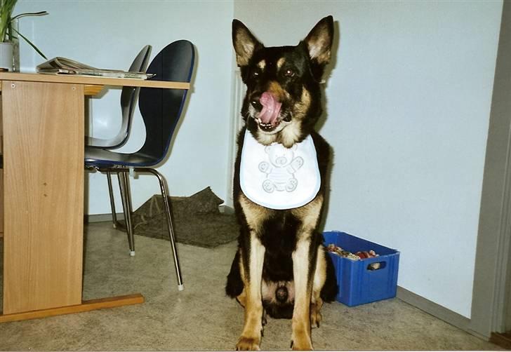 Schæferhund King *R.I.P* - Se den søøøøøøøde baby....  Jeg kan nå min egen næse..  billede 7
