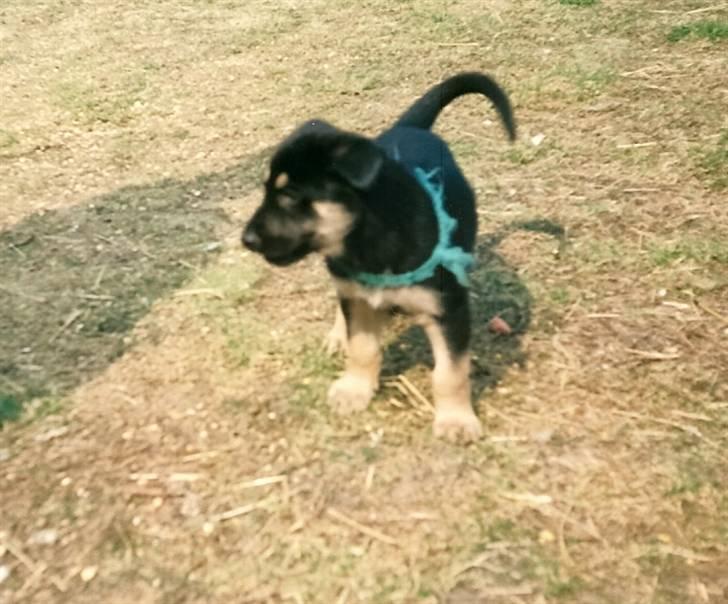 Schæferhund King *R.I.P* - King som lille  billede 8