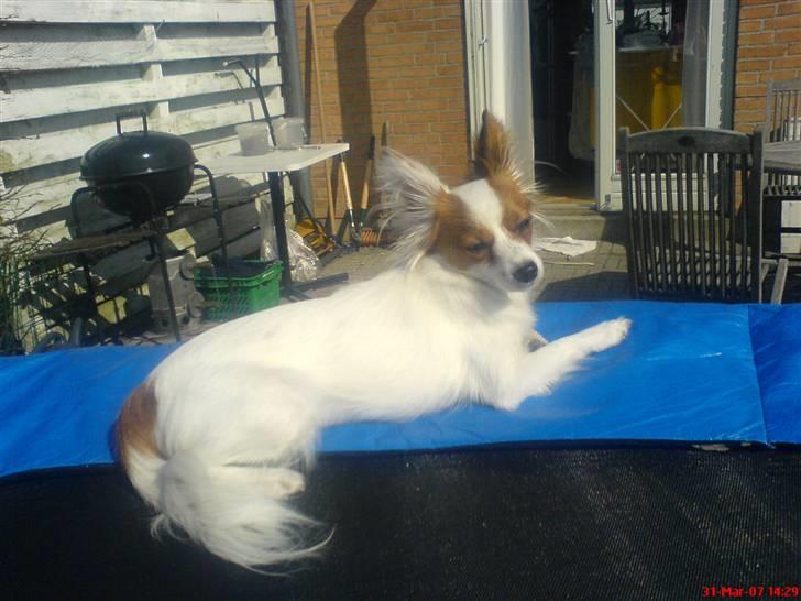 Papillon Chanel - Chanel tager en slapper i solen på trampolinen. billede 2