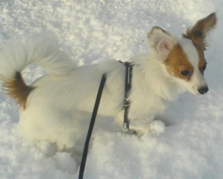 Papillon Chanel - Chanel i Sneen <3 billede 3