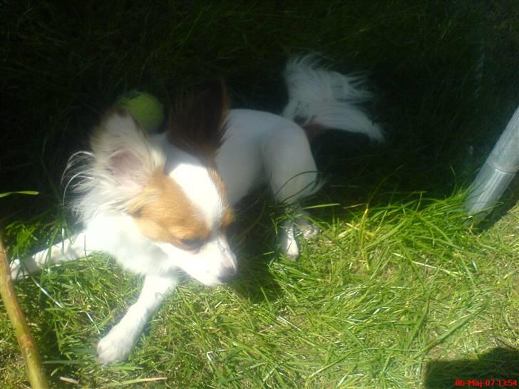 Papillon Chanel - Her har vi lige leget, så vi blev lidt trætte ;p billede 4