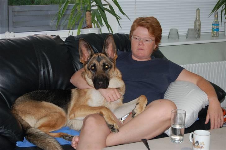 Schæferhund Chika<33 - hehe... billede 20